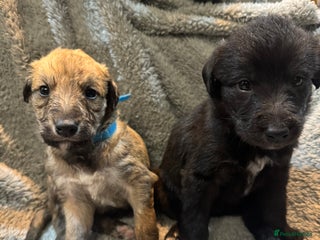 Lurcher dogs Bedlington Whippet/Lurcher - Advert 6