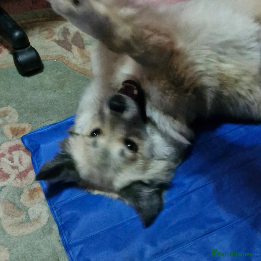 Mixed Breed dogs for adoption: Meet Ziva, currently residing in Sheffield  - Advert 2