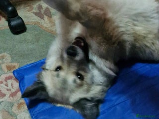 Mixed Breed dogs Meet Ziva, currently residing in Sheffield - Advert 1