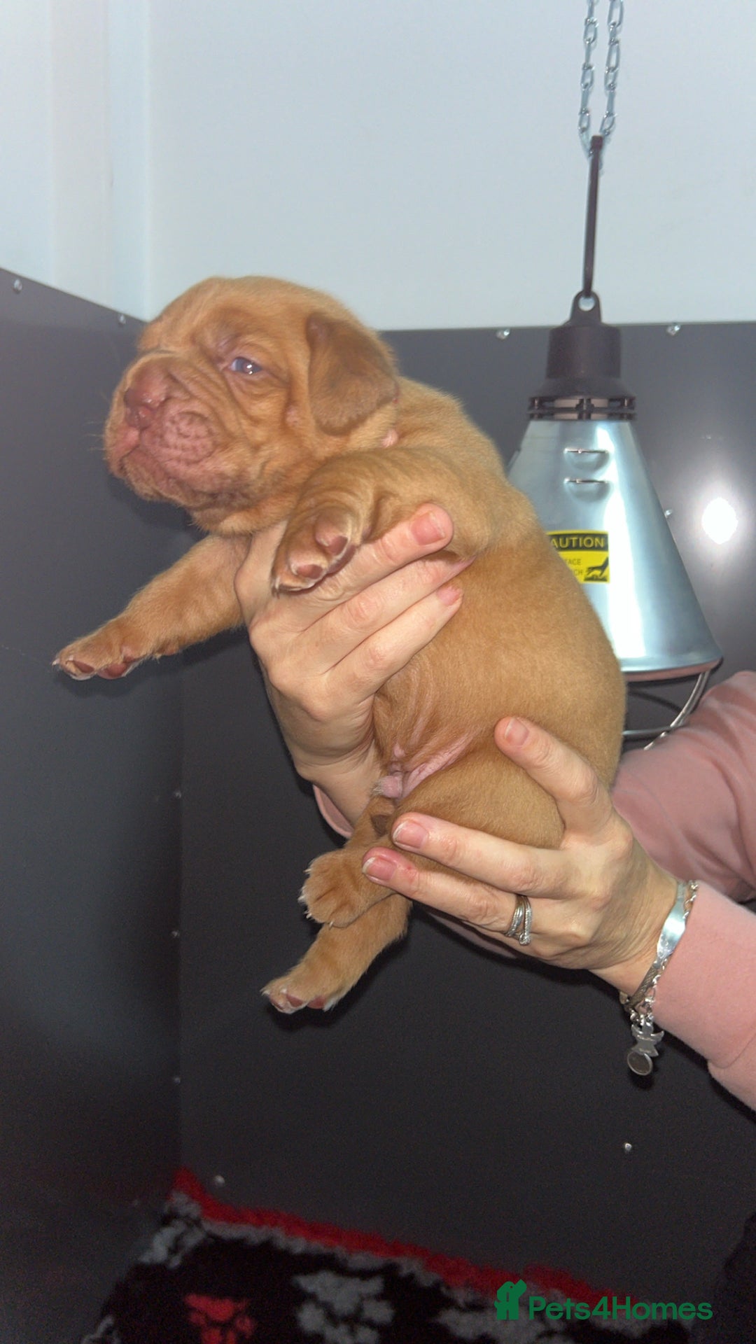 Dogue De Bordeaux dogs for sale: Chunky kc registered dogue de Bordeaux puppies - Advert 22