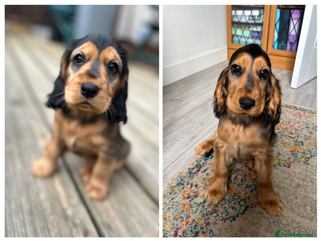 Cocker Spaniel dogs for sale: Outstanding Show Cocker Spaniel DNA Tested - Advert 22