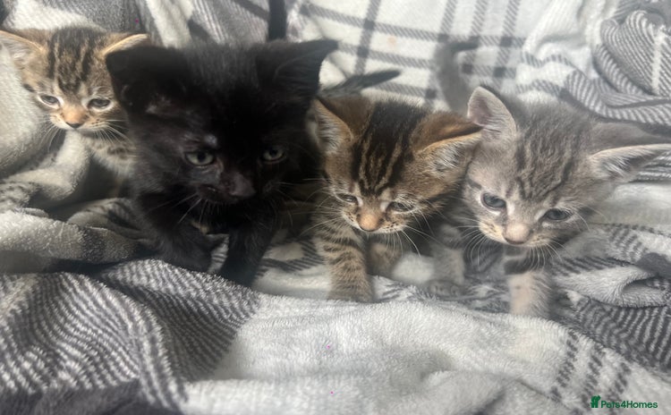 Mixed Breed cats - Advert 3