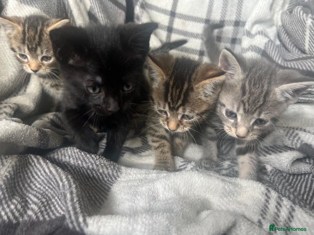 Mixed Breed cats for sale: chunky kittens - Image 1