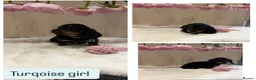 Miniature Dachshund dogs for sale: Beautiful tiny babies ready now - Advert 6
