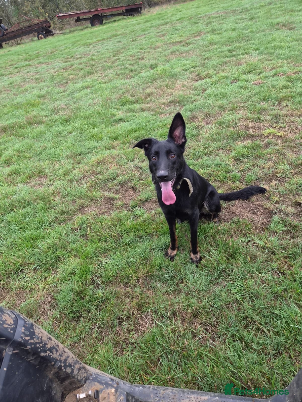 German Shepherd dogs for sale: Stunning boy looking for forever home  - Advert 2