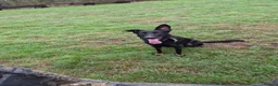 German Shepherd dogs for sale: Stunning boy looking for forever home  - Advert 1