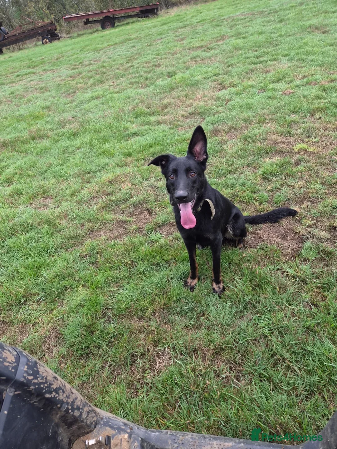 German Shepherd dogs for sale: Stunning boy looking for forever home  - Advert 1