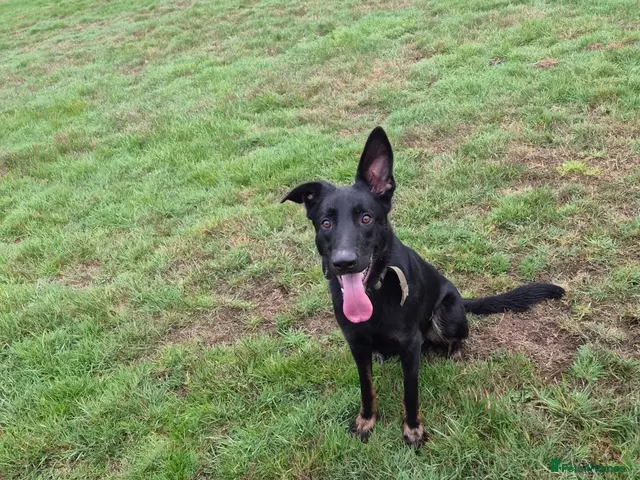 German Shepherd dogs for sale: Stunning boy looking for forever home - Advert 2