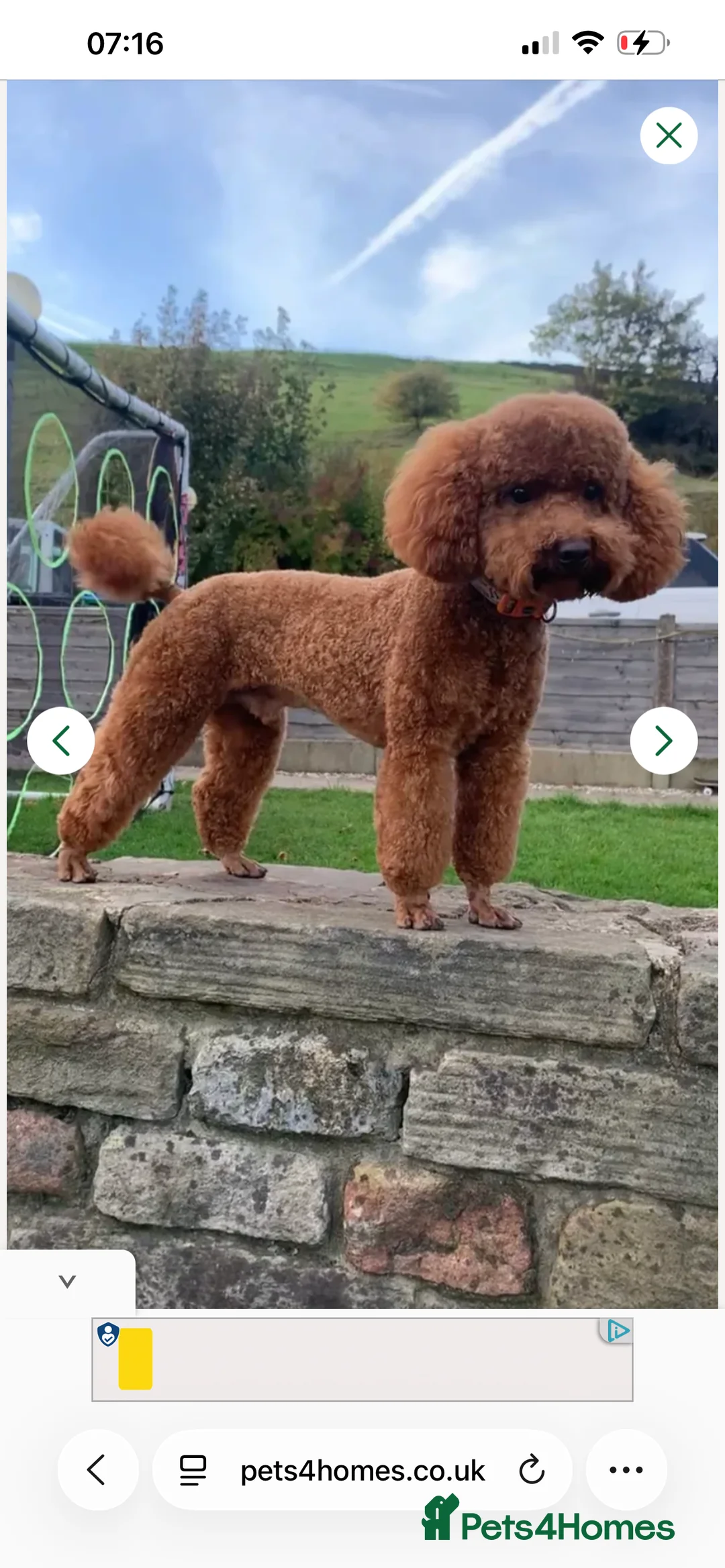 Toy Poodle dogs for sale: KC Reg Full health Check Red Toy Poodles in Liverpool - Advert 12