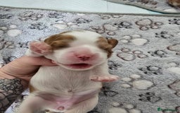 Cavalier King Charles Spaniel dogs for sale: Fully health tested included MRI scan  - Image 4