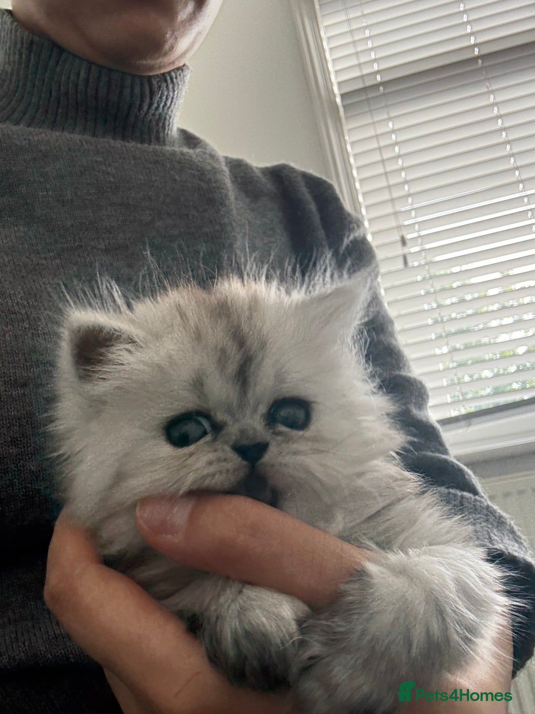 Persian cats for sale: Beautiful Grey Tortie Persian Kitten  - Image 7