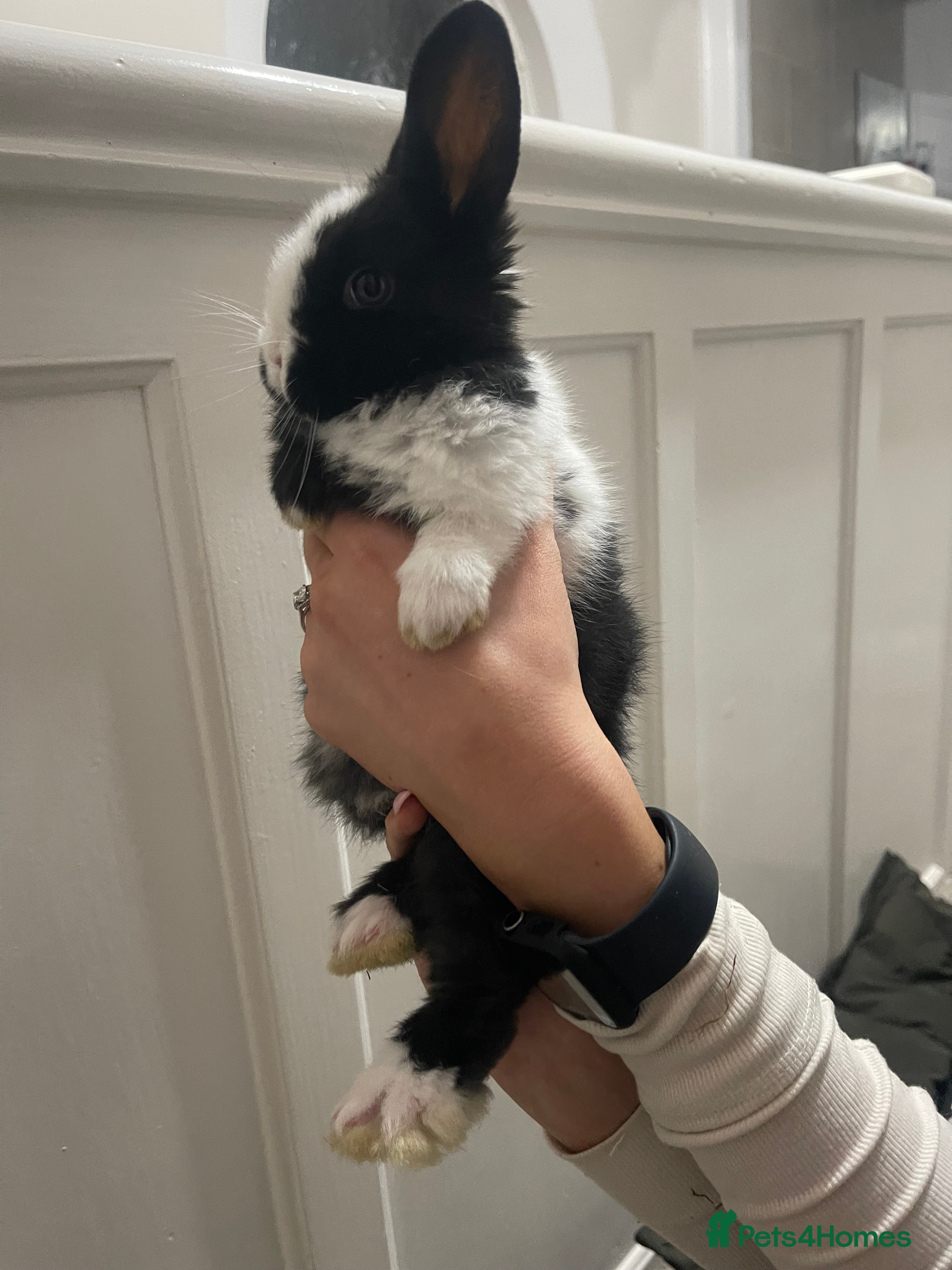 Mini Lop rabbits Baby Mini Lop rabbits for sale - ready to go!  - Advert 1