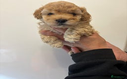 Toy Poodle dogs for sale: 🤩 4 stunning toy poodles 🤩 - Image 3