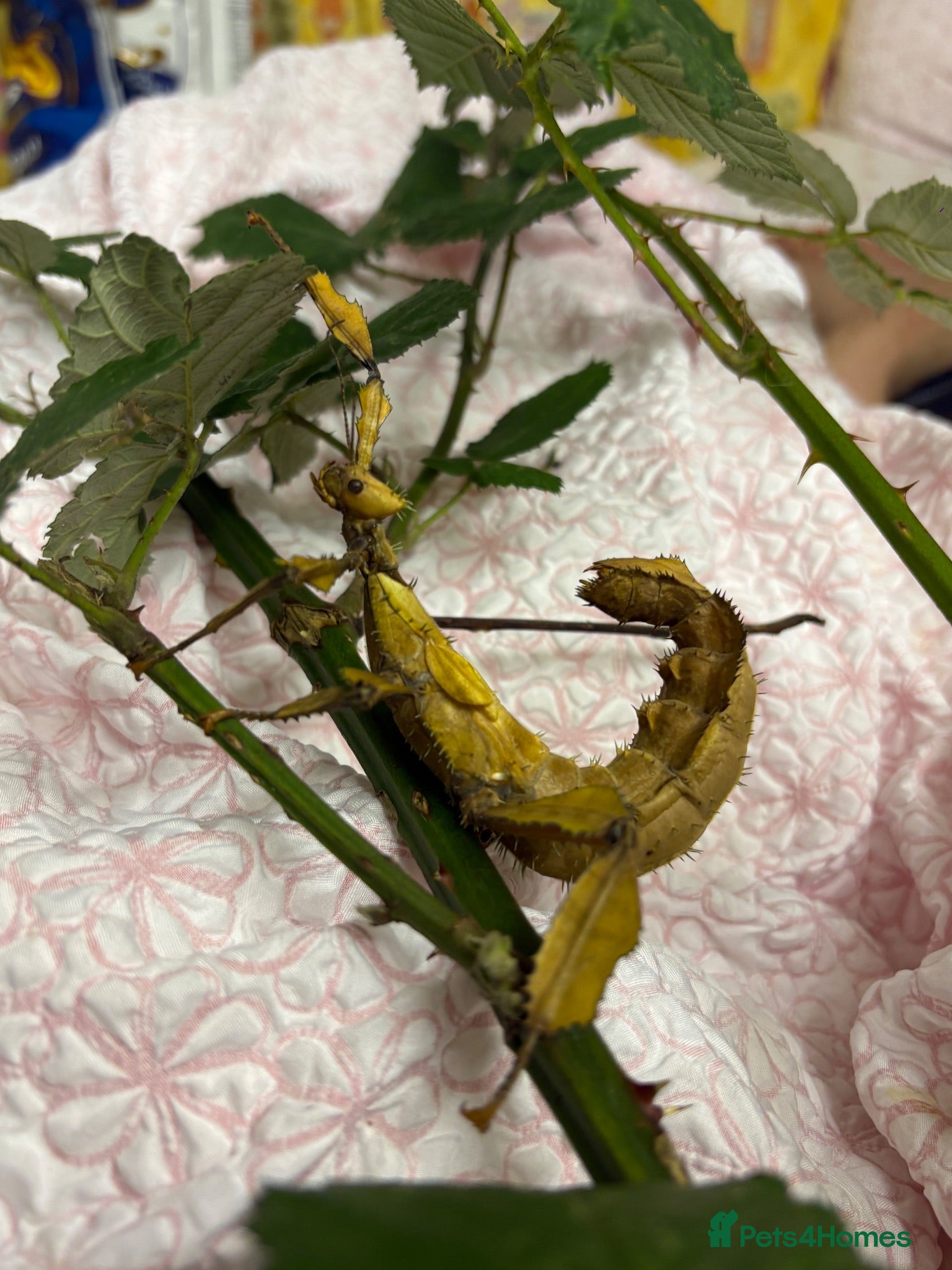 Stick Insects invertebrates Giant Prickly stick insect - Advert 1