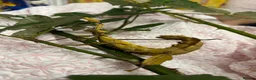 Stick Insects invertebrates for sale: Giant Prickly stick insect - Advert 1