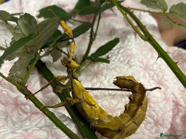 Stick Insects invertebrates for sale: Macleays Spectre Leaf Insects - Advert 1