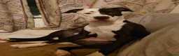 Mixed Breed dogs for sale: Zara needs a loving forever home! - Advert 12