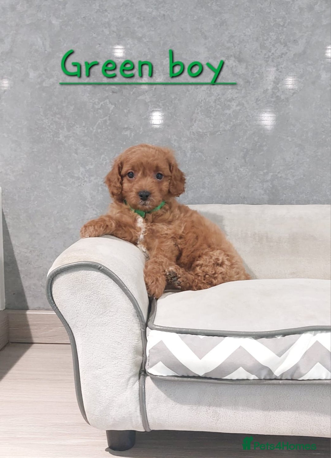 Cavachon dogs for sale: Cavapoochon puppies 🥰 - Image 7