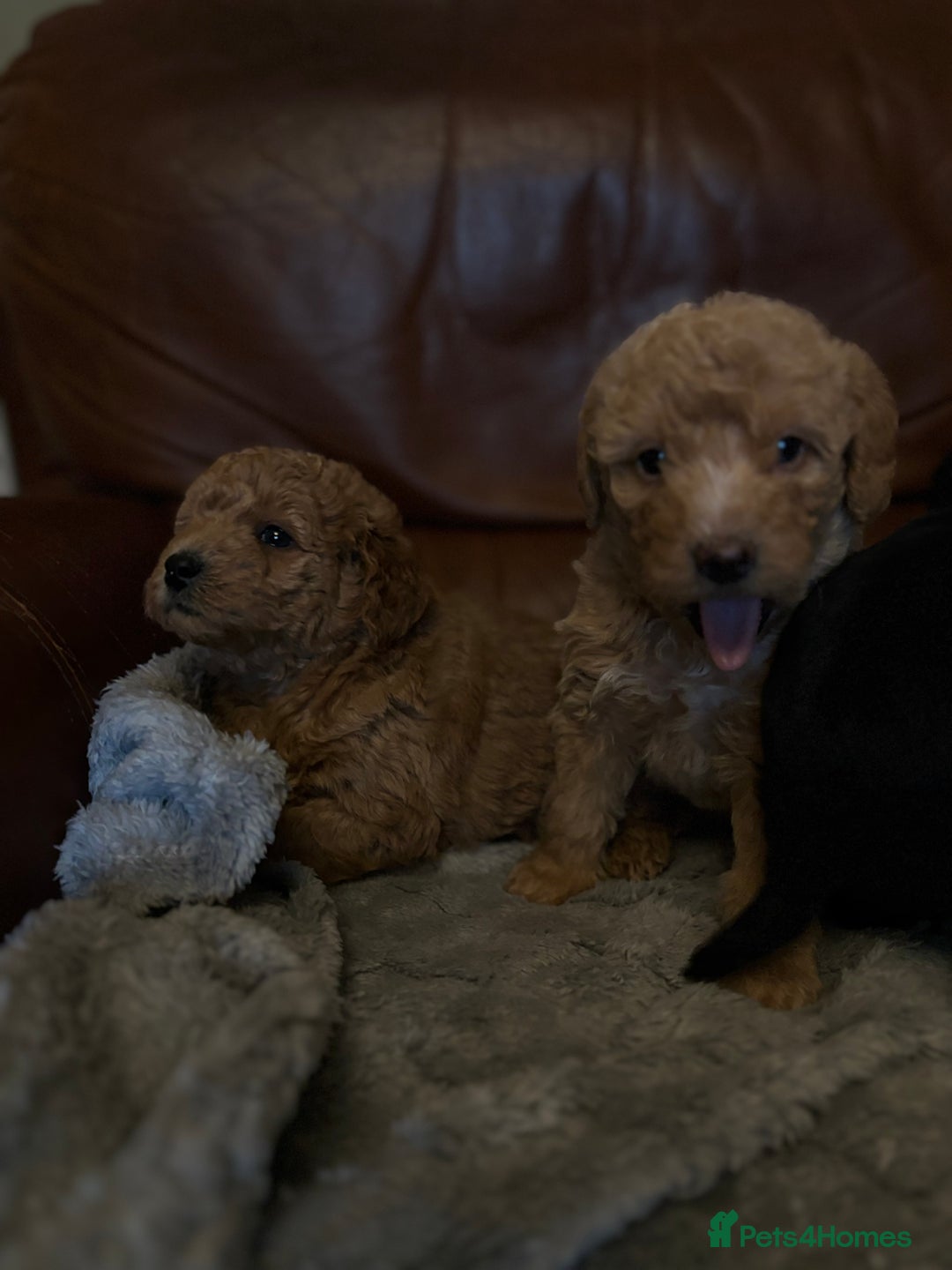 Labradoodle dogs for sale: F1b miniature labradoodles - Advert 4