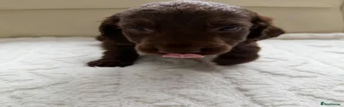 Cockapoo Puppy 1
