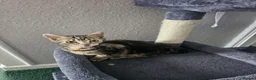 American Shorthair cats for sale: American Shorthairs  - Advert 2