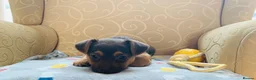 Jack Russell dogs for sale: Fabulous miniature Jack Russell puppy  - Advert 9