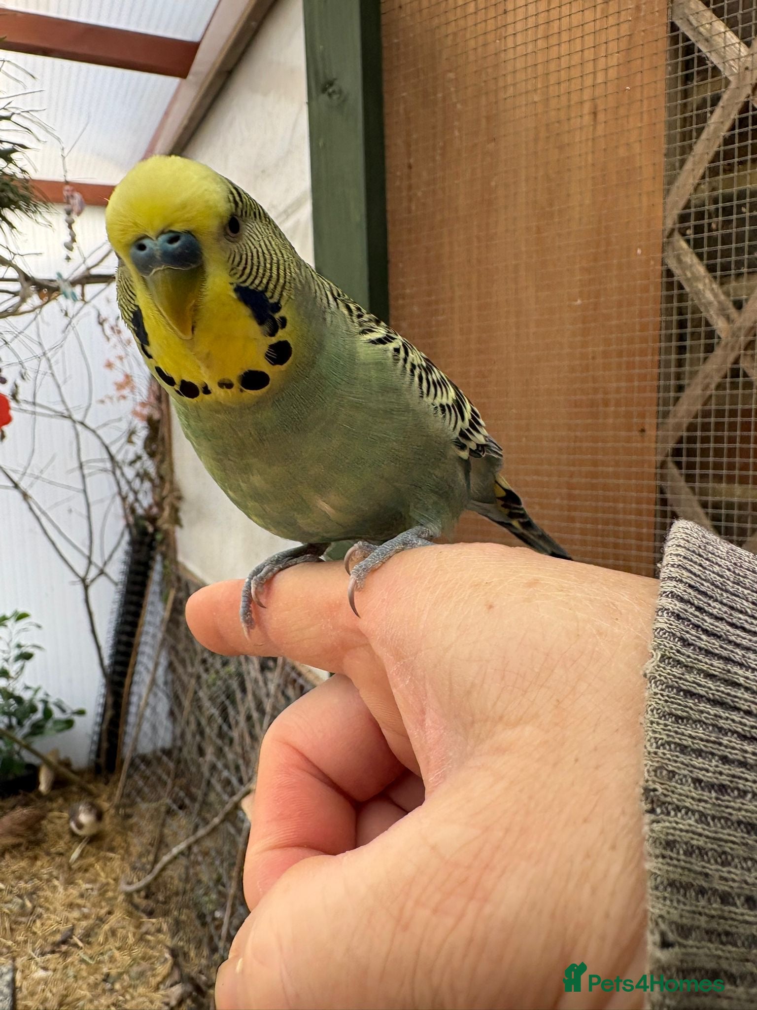 Budgerigars birds Beautiful Budgies for Sale - Advert 5