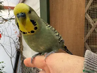 Budgerigars birds Beautiful Budgies for Sale - Advert 5