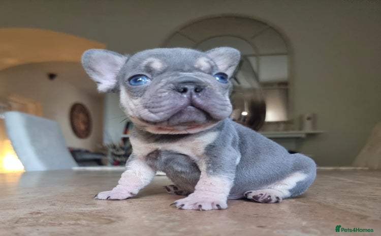 French Bulldog dogs - Advert 9