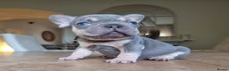 French Bulldog dogs for sale: Beautiful French bulldogs - Advert 8