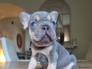 French Bulldog dogs - Advert 2