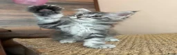 Maine Coon cats for sale: Female Pure Maine Coon Kitten in ELY - Advert 5
