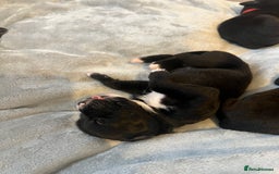 Cane Corso dogs for sale: Yuki & Aries Cane Corso Puppies  - Image 22