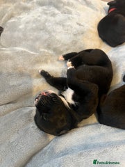 Cane Corso Puppy 11 Black