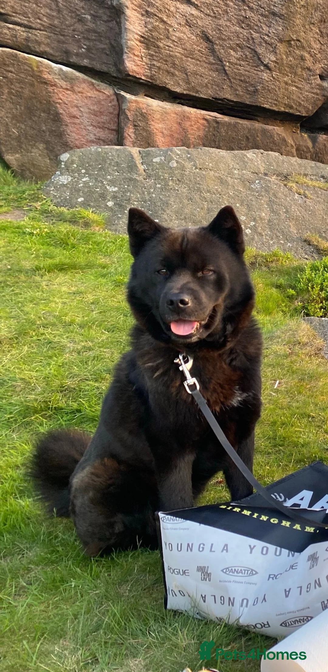 Mixed Breed dogs for sale: 🐾 URGENT – LOVING FOREVER HOME NEEDED FOR LADY ❤️ in Keighley - Advert 1