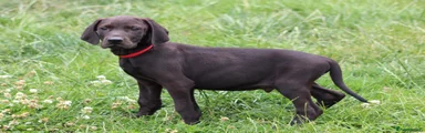 Mixed Breed 5