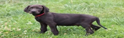 Mixed Breed dogs for sale: STUNNING VISZLSMANS - Advert 7