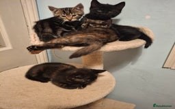 Mixed Breed cats for sale: Kittens for sale! - Advert 8