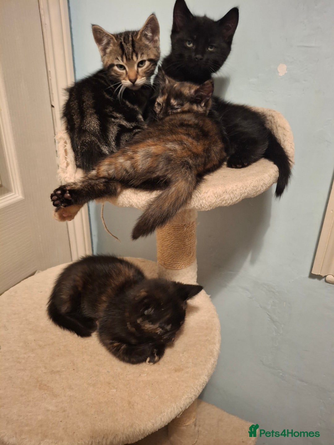 Mixed Breed cats for sale: Kittens for sale! - Advert 8