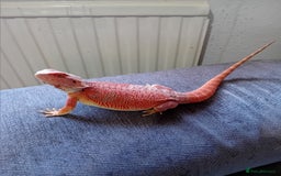 Bearded Dragon reptiles for sale: Bearded dragon and full set up - Image 9