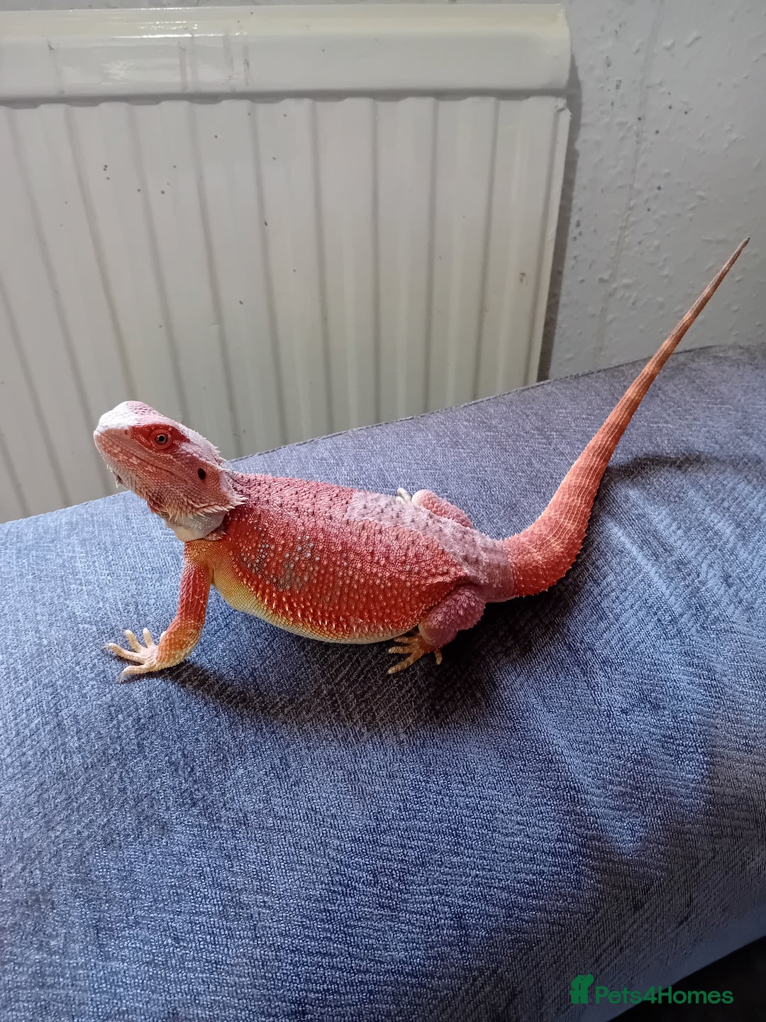 Bearded Dragon reptiles for sale: Bearded dragon and full set up - Image 9