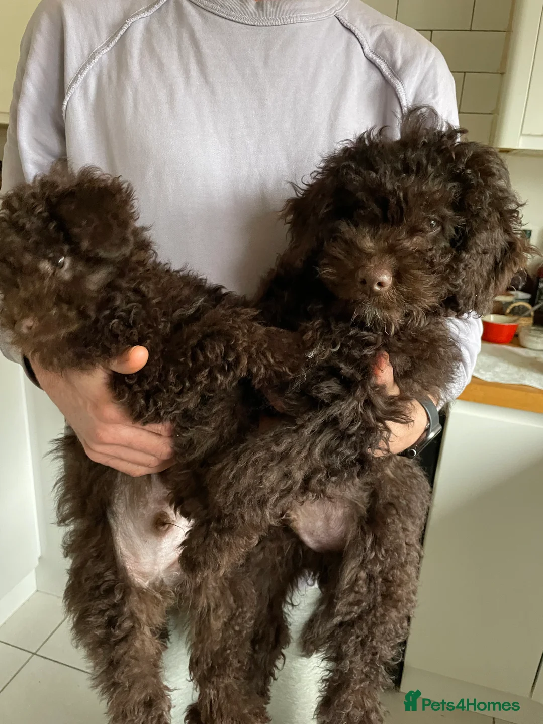 Miniature Poodle dogs for sale: Adorable Miniature Poodle puppies  - Advert 11