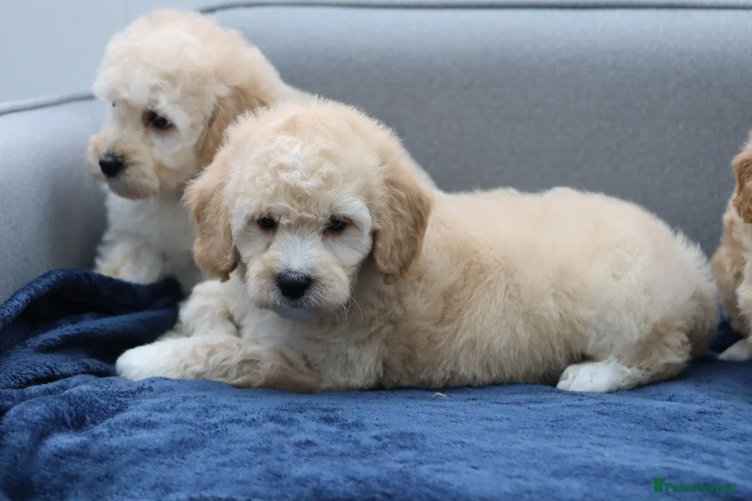 Cavapoochon dogs for sale: Cavapochon puppies for sale - Advert 14