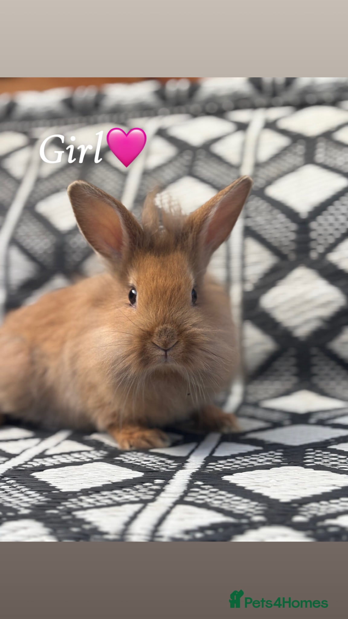 Lionhead rabbits Lionhead babies ready now 8 weeks old - Advert 2