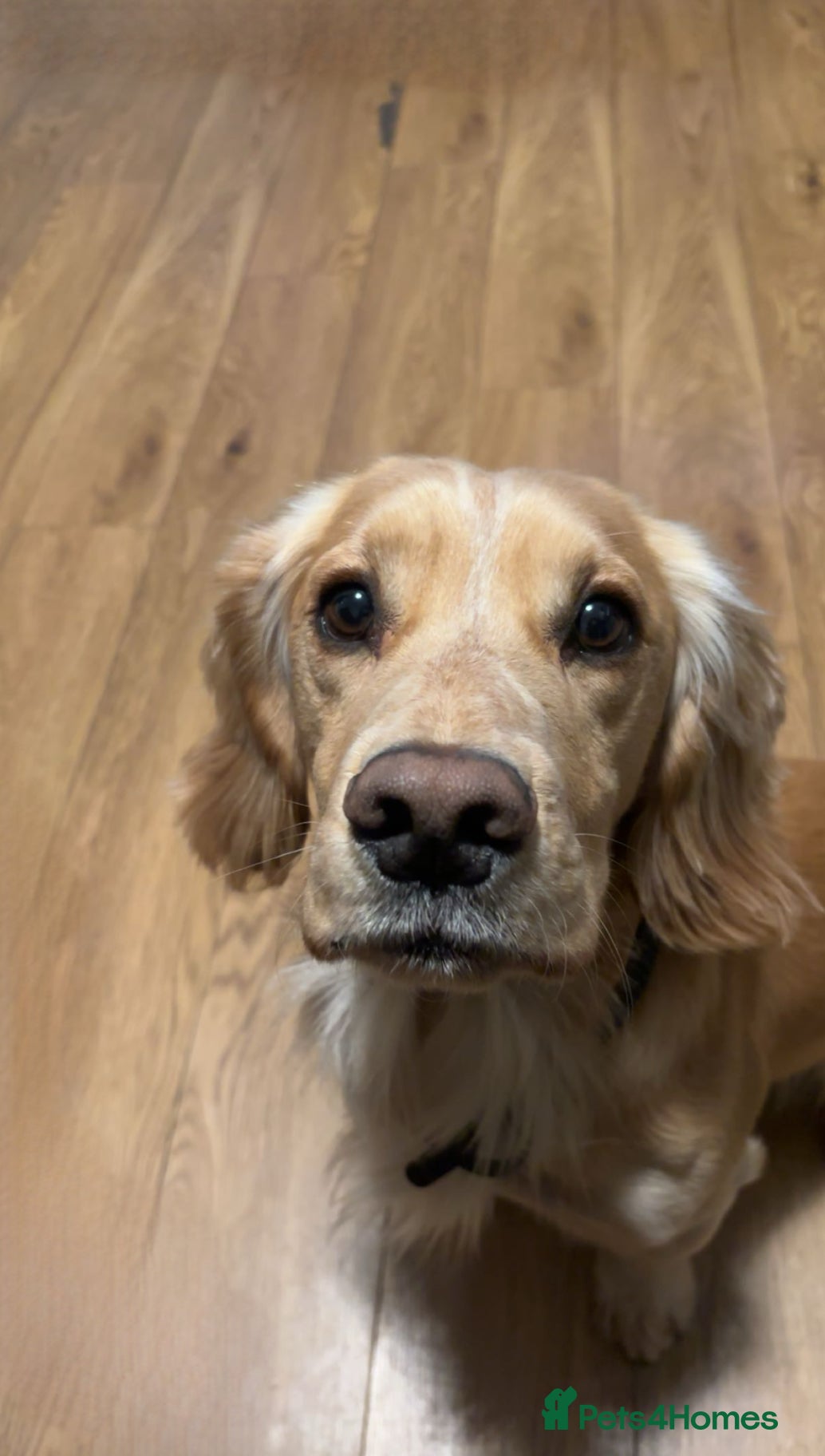 Cocker Spaniel dogs male dog for STUD ONLY - Advert 1