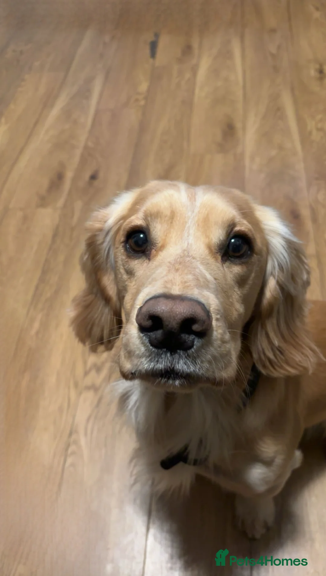 Cocker Spaniel dogs for stud: male dog for STUD ONLY - Advert 1