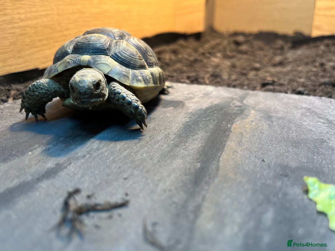 Tortoise reptiles for sale: 3yr old family Spur-Thigh tortoise - Advert 2