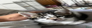 Kitten 2