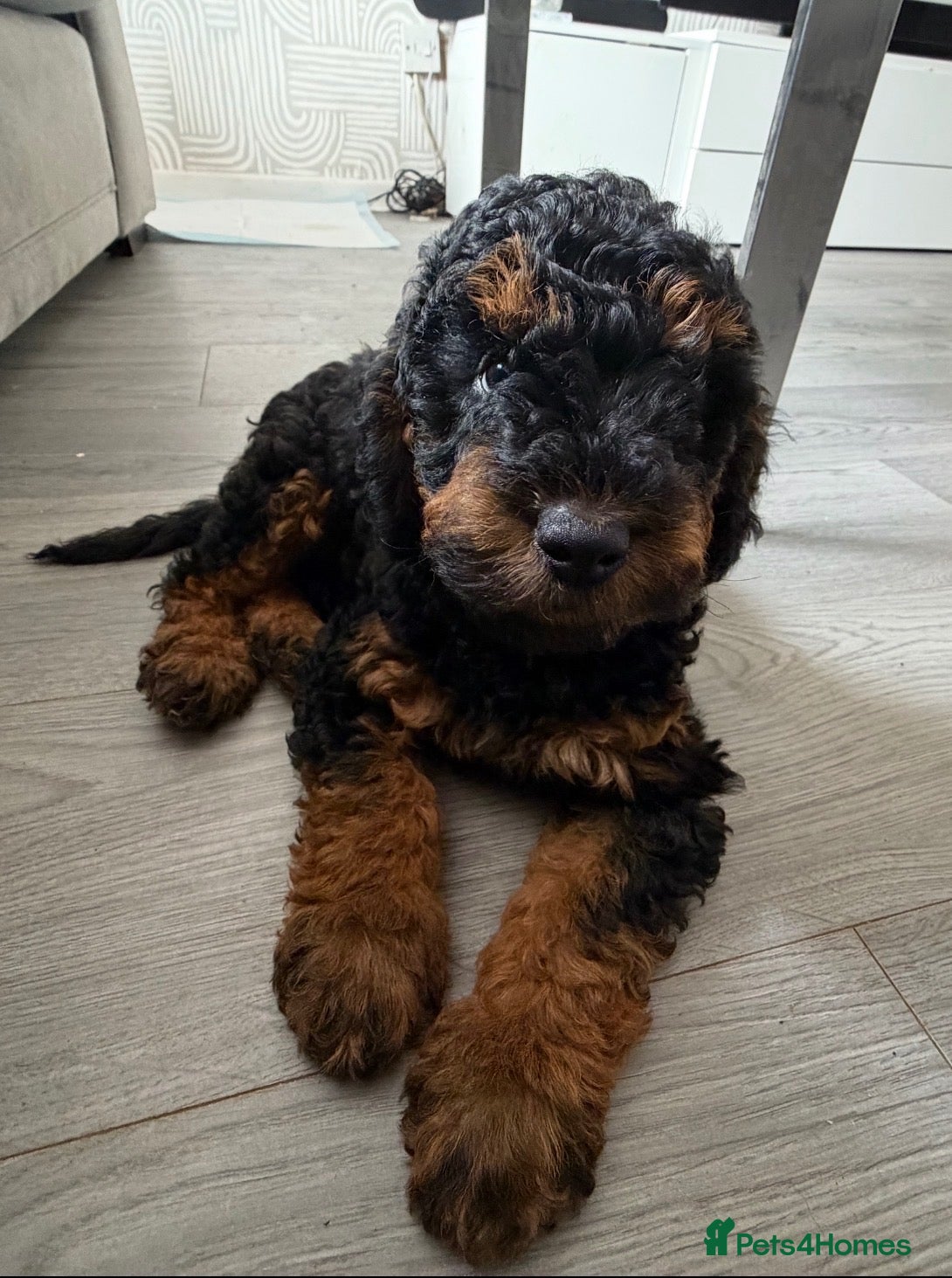 Cockapoo dogs Beautiful f1b cockapoos 1 boy left  READY NOW - Advert 2