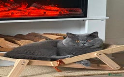British Shorthair cats for stud: 🐾 Stud Service – British bule Sesame 🐾 - Image 3